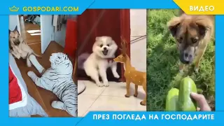 Произволни кучешки страхове (видео)