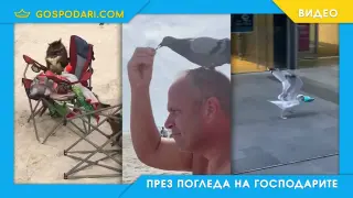 С животни на ваканция (видео)