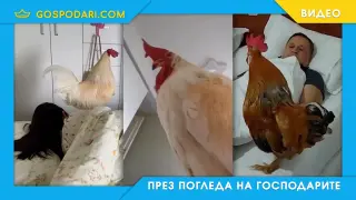 Природна аларма в леглото (видео)
