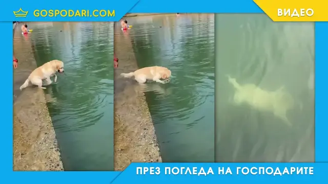 Куче-подводница пори дълбините (видео)
