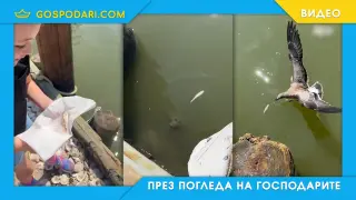 Момиче спасява риба - свободата я изяжда (видео)