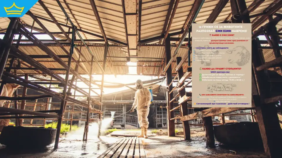 За първи път у нас установиха огнище на син език при дребни преживни животни