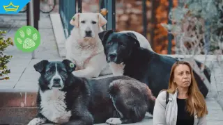 Безстопанствени кучета нападат жители на Асеновград (видео)