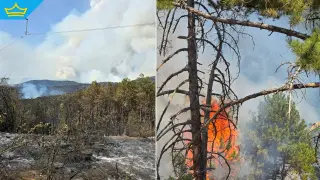 Възстановяването на гората след пожара край Струмяни ще отнеме поне 50 години (видео)
