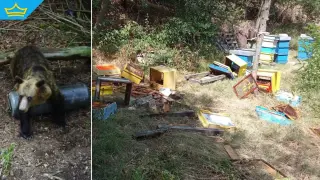 Млади мечета похапнаха мед от пчелини край град Шипка