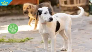 Безпричинна жестокост: Мъж уби беззащитно куче в Тетевен