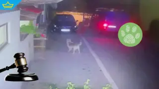 Убиецът на куче в Тетевен е пуснат под домашен арест