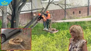 Сеч на дървета заради ремонт на улица разгневи жители на квартал в Пловдив (видео)