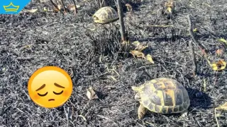 Десетки щъркели, костенурки и таралежи са загинали при пожара в Сакар