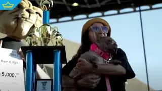 Безкосмест френски булдог спечели конкурса за най-грозно куче в света (видео)