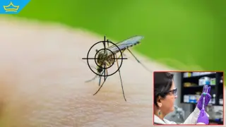 Китайски учени постигнаха пробив в контрола на болести, пренасяни от комари