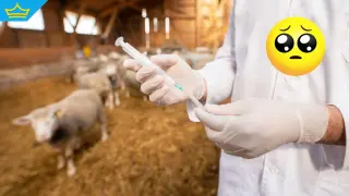 Откриха поредно огнище на шарка по овцете - този път в университетско стопанство