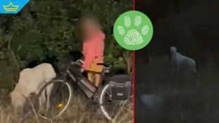 Жителите на Банско в страх от опасно куче – зоополицията отново е „на почивка“ (видео)