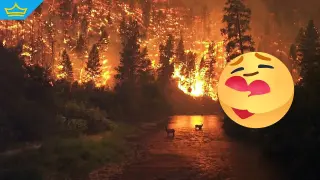 Борбата с пожарите в цялата страна продължава, безразсъдното поведение на много хора - също (видео)