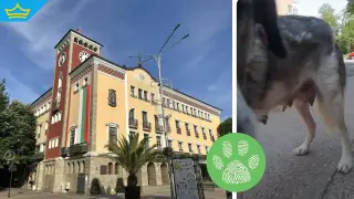 Маркирано като кастрирано куче роди в Хасково, от общината отказват независим преглед