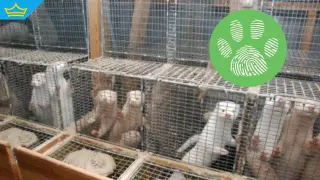 ВАС забрани фермите за норки в България