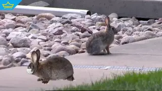 Вирус превръща зайците в Колорадо в странни същества