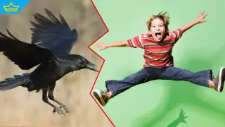 Ново проучване: Гарваните имат интелект, сравним със 7-годишно дете