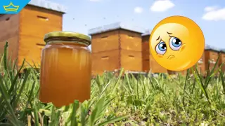 Производителите на мед очакват двойно по-нисък добив тази година (видео)