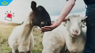 Шарката по животните: Фермери продължават да губят цели стада заради заболяването (видео)