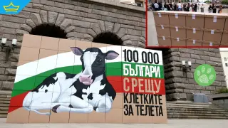 Активисти внесоха над 110 хиляди подписа срещу отглеждането на телета в клетки (видео)