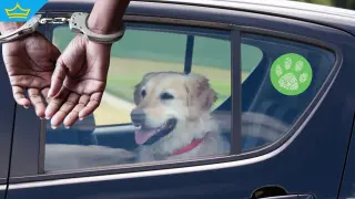 Гръцките власти задържаха българка, оставила кучето си затворено в автомобил