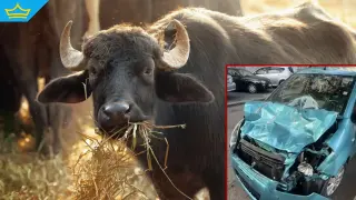 Безстопанствен бивол отново се озова върху капака на автомобил (видео)