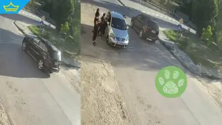 Две бездомни кучета са умишлено прегазени на пешеходна пътека в Бузовград (видео)