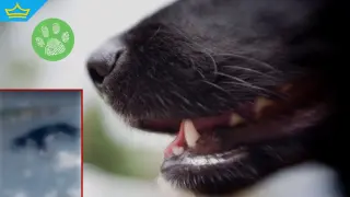 Мъж в Лесидрен завърза и влачи куче с джипа си (видео)