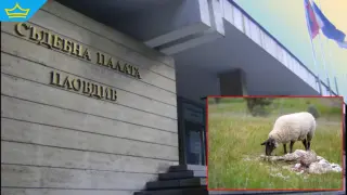 Проверяват сигнал за потенциални зарази от изхвърлени трупове на животни край Пловдив