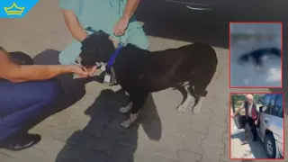 Кучето, влачено с джип в Лесидрен, получава шанс за нов живот
