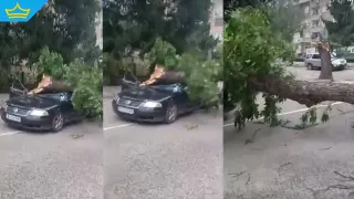 Дърво е затиснало две момчета в автомобил в Монтана (видео)
