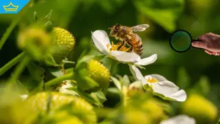 Учени създадоха "суперхрана" за пчели, която повишава шансовете им за оцеляване