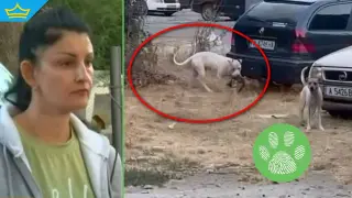 Прибраха в общински приют безпризорен питбул, убил улична котка в Бургас (видео)