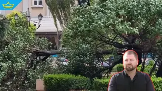 Уволниха директора на „Градини и паркове“, след като клон на дърво уби мъж в Пловдив