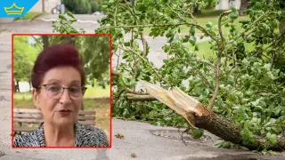 Съпругата на загиналия при падане на дърво пловдивчанин ще съди общината, експерти отдавна сигнализират за проблемни дървета (видео)