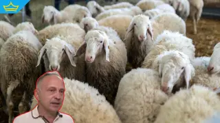 Умъртвиха близо 250 животни заради нови огнища на шарка в Хасковско (видео)