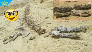 Огромно гробище на китове в Сахара показва, че те са били сухоземни животни