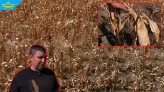 Сушата е унищожила реколтата от царевица в Монтанско, секторът е пред фалит (видео)