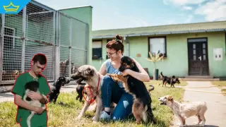 Приюти край София търсят доброволци, за да разхождат кучетата (видео)