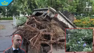 Мощна буря повреди автомобили и изкорени десетки дървета в Кюстендил (видео)