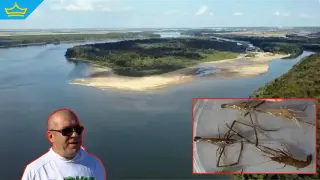 Дунавски скариди заплашват биоразнообразието в реката (видео)
