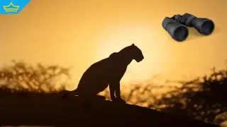 Заснеха ловкия черен леопард край дупнишко село (видео)