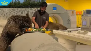 91-килограмова мечка от Турция попадна в болница заради преяждане с... плодове