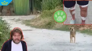 Безпризорни кучета са нападнали мъж в столичния квартал "Овча купел" (видео)