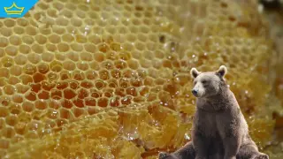 Мечки унищожиха над 80 кошера в казанлъшко село (видео)