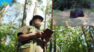 Горските виждат мечки в Севлиевско, властите - не (видео)