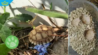 Нагла кражба: Задигнаха десетки новоизлюпени костенурки от спасителен център