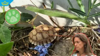 Откраднаха 20 защитени бебета костенурки от спасителния център в село Баня (видео)