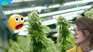 Хванаха сина на изявена прокурорка с близо 50 кг марихуана